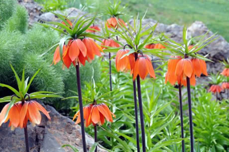 Tunceli'de havaların ısınmasıyla birlikte Munzur Dağları ile Pülümür Vadisi'nde açan çiçekler ortaya rengarenk görüntüler çıkardı