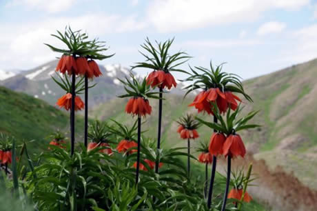 Tunceli'de havaların ısınmasıyla birlikte Munzur Dağları ile Pülümür Vadisi'nde açan çiçekler ortaya rengarenk görüntüler çıkardı