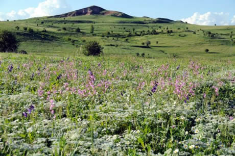 Tunceli'de havaların ısınmasıyla birlikte Munzur Dağları ile Pülümür Vadisi'nde açan çiçekler ortaya rengarenk görüntüler çıkardı
