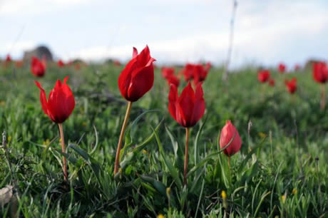 Tunceli'de havaların ısınmasıyla birlikte Munzur Dağları ile Pülümür Vadisi'nde açan çiçekler ortaya rengarenk görüntüler çıkardı