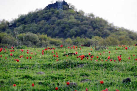 Tunceli'de havaların ısınmasıyla birlikte Munzur Dağları ile Pülümür Vadisi'nde açan çiçekler ortaya rengarenk görüntüler çıkardı