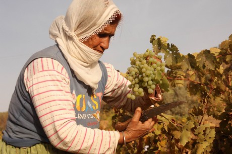 Sonbahar ile birlikte yeşil örtünün yerini sarı örtüye bıraktığı bölgede, köylülerin kış hazırlığı başladı. Köylüler, bağ bozumu ile pestil (Bastiq), cevizli sucuk (Benî), pekmez ve salça gibi ürünlerle kışa hazırlanıyor.