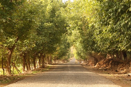 Sonbahar ile birlikte yeşil örtünün yerini sarı örtüye bıraktığı bölgede, köylülerin kış hazırlığı başladı. Köylüler, bağ bozumu ile pestil (Bastiq), cevizli sucuk (Benî), pekmez ve salça gibi ürünlerle kışa hazırlanıyor.