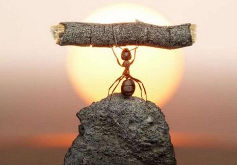 Rus fotoğrafçı Andrey Pavlov, harika makro fotoğraflarıyla karıncaların büyüleyici dünyasından eğlenceli görüntüler ortaya çıkardı.