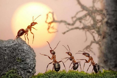 Rus fotoğrafçı Andrey Pavlov, harika makro fotoğraflarıyla karıncaların büyüleyici dünyasından eğlenceli görüntüler ortaya çıkardı.