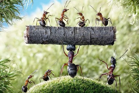 Rus fotoğrafçı Andrey Pavlov, harika makro fotoğraflarıyla karıncaların büyüleyici dünyasından eğlenceli görüntüler ortaya çıkardı.