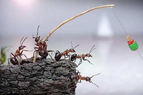 Rus fotoğrafçı Andrey Pavlov, harika makro fotoğraflarıyla karıncaların büyüleyici dünyasından eğlenceli görüntüler ortaya çıkardı.