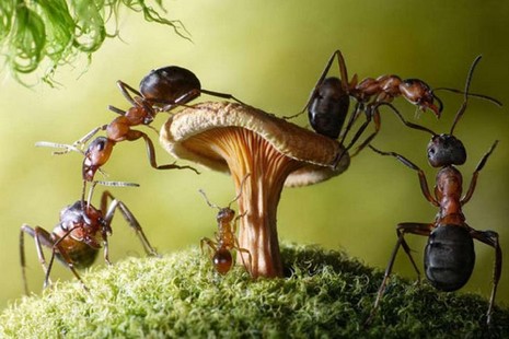 Rus fotoğrafçı Andrey Pavlov, harika makro fotoğraflarıyla karıncaların büyüleyici dünyasından eğlenceli görüntüler ortaya çıkardı.