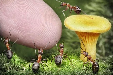 Rus fotoğrafçı Andrey Pavlov, harika makro fotoğraflarıyla karıncaların büyüleyici dünyasından eğlenceli görüntüler ortaya çıkardı.