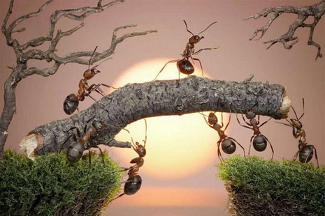 Rus fotoğrafçı Andrey Pavlov, harika makro fotoğraflarıyla karıncaların büyüleyici dünyasından eğlenceli görüntüler ortaya çıkardı.