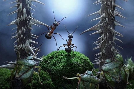 Rus fotoğrafçı Andrey Pavlov, harika makro fotoğraflarıyla karıncaların büyüleyici dünyasından eğlenceli görüntüler ortaya çıkardı.