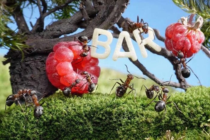 Rus fotoğrafçı Andrey Pavlov, harika makro fotoğraflarıyla karıncaların büyüleyici dünyasından eğlenceli görüntüler ortaya çıkardı.