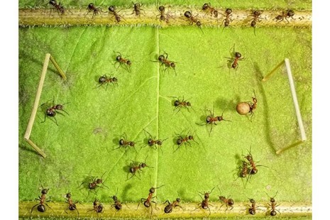 Rus fotoğrafçı Andrey Pavlov, harika makro fotoğraflarıyla karıncaların büyüleyici dünyasından eğlenceli görüntüler ortaya çıkardı.