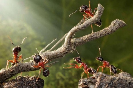 Rus fotoğrafçı Andrey Pavlov, harika makro fotoğraflarıyla karıncaların büyüleyici dünyasından eğlenceli görüntüler ortaya çıkardı.