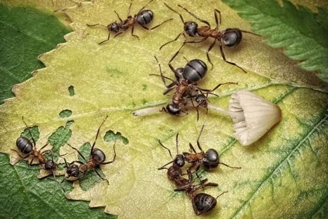 Rus fotoğrafçı Andrey Pavlov, harika makro fotoğraflarıyla karıncaların büyüleyici dünyasından eğlenceli görüntüler ortaya çıkardı.