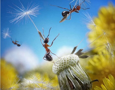 Rus fotoğrafçı Andrey Pavlov, harika makro fotoğraflarıyla karıncaların büyüleyici dünyasından eğlenceli görüntüler ortaya çıkardı.