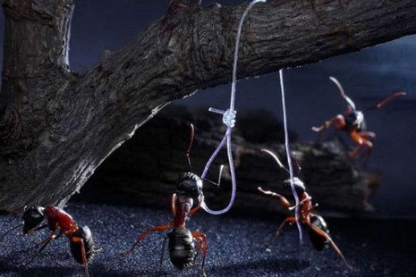 Rus fotoğrafçı Andrey Pavlov, harika makro fotoğraflarıyla karıncaların büyüleyici dünyasından eğlenceli görüntüler ortaya çıkardı.