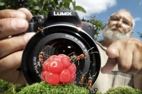 Rus fotoğrafçı Andrey Pavlov, harika makro fotoğraflarıyla karıncaların büyüleyici dünyasından eğlenceli görüntüler ortaya çıkardı.