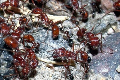 Rus fotoğrafçı Andrey Pavlov, harika makro fotoğraflarıyla karıncaların büyüleyici dünyasından eğlenceli görüntüler ortaya çıkardı.