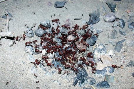 Rus fotoğrafçı Andrey Pavlov, harika makro fotoğraflarıyla karıncaların büyüleyici dünyasından eğlenceli görüntüler ortaya çıkardı.