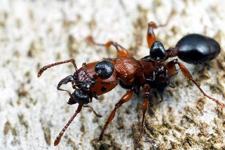 Rus fotoğrafçı Andrey Pavlov, harika makro fotoğraflarıyla karıncaların büyüleyici dünyasından eğlenceli görüntüler ortaya çıkardı.