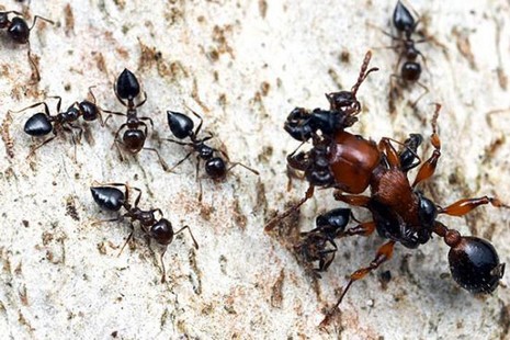 Rus fotoğrafçı Andrey Pavlov, harika makro fotoğraflarıyla karıncaların büyüleyici dünyasından eğlenceli görüntüler ortaya çıkardı.