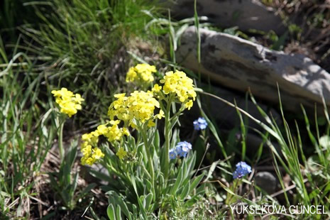 Baharı bir başka, kışı bir başka kokan güzel ilçemizin dağlarında buram buram özgürlük kokuyor. Yüksekovada dört mevsimi bir arada yaşamının güzelliğini siz okuyucularımız için görüntüledik. 