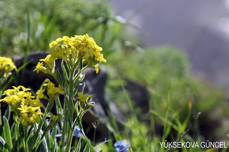Baharı bir başka, kışı bir başka kokan güzel ilçemizin dağlarında buram buram özgürlük kokuyor. Yüksekovada dört mevsimi bir arada yaşamının güzelliğini siz okuyucularımız için görüntüledik. 