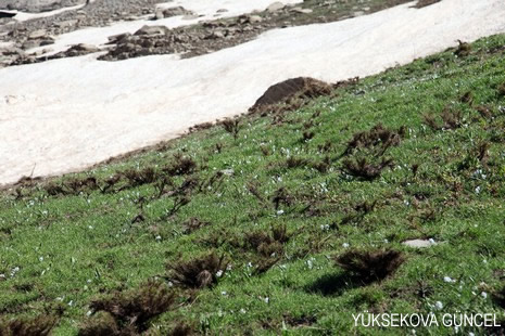 Baharı bir başka, kışı bir başka kokan güzel ilçemizin dağlarında buram buram özgürlük kokuyor. Yüksekovada dört mevsimi bir arada yaşamının güzelliğini siz okuyucularımız için görüntüledik. 