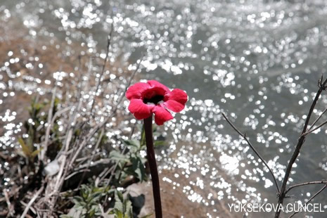 Baharı bir başka, kışı bir başka kokan güzel ilçemizin dağlarında buram buram özgürlük kokuyor. Yüksekovada dört mevsimi bir arada yaşamının güzelliğini siz okuyucularımız için görüntüledik. 