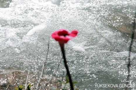 Baharı bir başka, kışı bir başka kokan güzel ilçemizin dağlarında buram buram özgürlük kokuyor. Yüksekovada dört mevsimi bir arada yaşamının güzelliğini siz okuyucularımız için görüntüledik. 