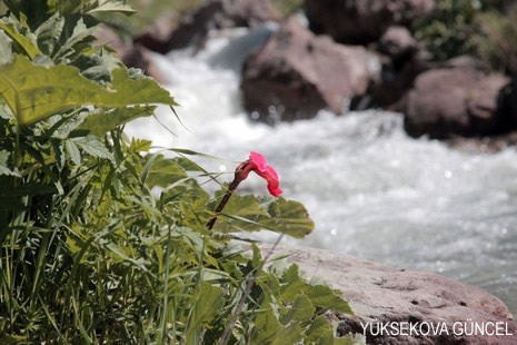 Baharı bir başka, kışı bir başka kokan güzel ilçemizin dağlarında buram buram özgürlük kokuyor. Yüksekovada dört mevsimi bir arada yaşamının güzelliğini siz okuyucularımız için görüntüledik. 