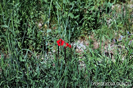 Baharı bir başka, kışı bir başka kokan güzel ilçemizin dağlarında buram buram özgürlük kokuyor. Yüksekovada dört mevsimi bir arada yaşamının güzelliğini siz okuyucularımız için görüntüledik. 