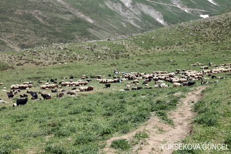 Baharı bir başka, kışı bir başka kokan güzel ilçemizin dağlarında buram buram özgürlük kokuyor. Yüksekovada dört mevsimi bir arada yaşamının güzelliğini siz okuyucularımız için görüntüledik. 