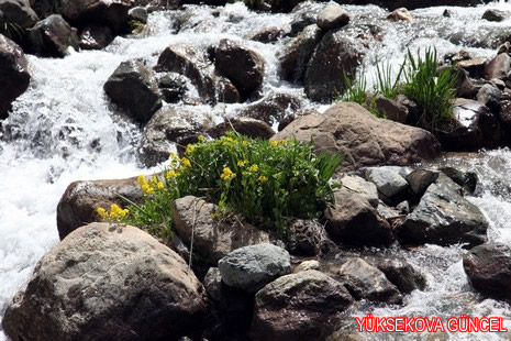 Baharı bir başka, kışı bir başka kokan güzel ilçemizin dağlarında buram buram özgürlük kokuyor. Yüksekovada dört mevsimi bir arada yaşamının güzelliğini siz okuyucularımız için görüntüledik. 