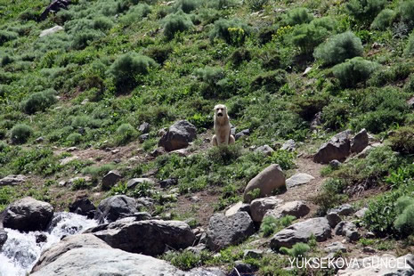 Baharı bir başka, kışı bir başka kokan güzel ilçemizin dağlarında buram buram özgürlük kokuyor. Yüksekovada dört mevsimi bir arada yaşamının güzelliğini siz okuyucularımız için görüntüledik. 