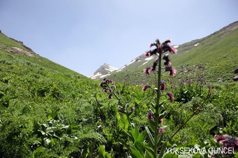 Baharı bir başka, kışı bir başka kokan güzel ilçemizin dağlarında buram buram özgürlük kokuyor. Yüksekovada dört mevsimi bir arada yaşamının güzelliğini siz okuyucularımız için görüntüledik. 