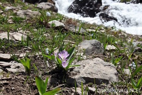 Baharı bir başka, kışı bir başka kokan güzel ilçemizin dağlarında buram buram özgürlük kokuyor. Yüksekovada dört mevsimi bir arada yaşamının güzelliğini siz okuyucularımız için görüntüledik. 