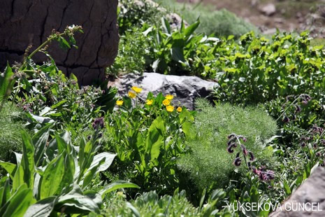 Baharı bir başka, kışı bir başka kokan güzel ilçemizin dağlarında buram buram özgürlük kokuyor. Yüksekovada dört mevsimi bir arada yaşamının güzelliğini siz okuyucularımız için görüntüledik. 
