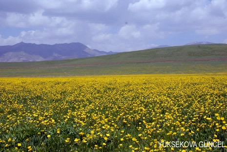 Baharı bir başka, kışı bir başka kokan güzel ilçemizin dağlarında buram buram özgürlük kokuyor. Yüksekovada dört mevsimi bir arada yaşamının güzelliğini siz okuyucularımız için görüntüledik. 