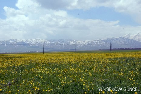 Baharı bir başka, kışı bir başka kokan güzel ilçemizin dağlarında buram buram özgürlük kokuyor. Yüksekovada dört mevsimi bir arada yaşamının güzelliğini siz okuyucularımız için görüntüledik. 