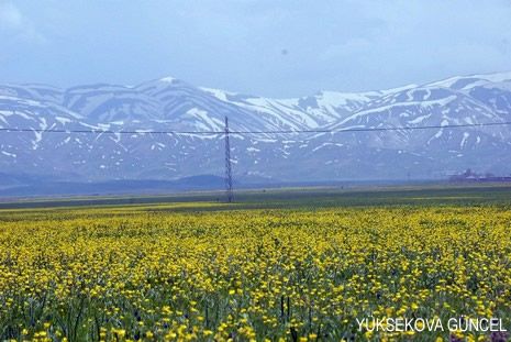 Baharı bir başka, kışı bir başka kokan güzel ilçemizin dağlarında buram buram özgürlük kokuyor. Yüksekovada dört mevsimi bir arada yaşamının güzelliğini siz okuyucularımız için görüntüledik. 