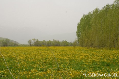 Baharı bir başka, kışı bir başka kokan güzel ilçemizin dağlarında buram buram özgürlük kokuyor. Yüksekovada dört mevsimi bir arada yaşamının güzelliğini siz okuyucularımız için görüntüledik. 