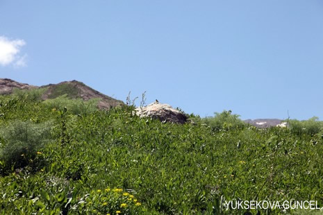 Baharı bir başka, kışı bir başka kokan güzel ilçemizin dağlarında buram buram özgürlük kokuyor. Yüksekovada dört mevsimi bir arada yaşamının güzelliğini siz okuyucularımız için görüntüledik. 