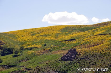 Baharı bir başka, kışı bir başka kokan güzel ilçemizin dağlarında buram buram özgürlük kokuyor. Yüksekovada dört mevsimi bir arada yaşamının güzelliğini siz okuyucularımız için görüntüledik. 
