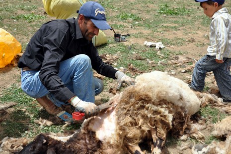 Hakkari'nin Yüksekova ilçesinde Mor dağı eteklerinde Koyun Kırpma Şenliği düzenlendi. Fotoğraflar: Yaşar KAPLAN