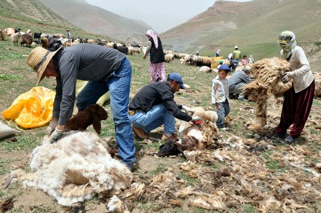 Hakkari'nin Yüksekova ilçesinde Mor dağı eteklerinde Koyun Kırpma Şenliği düzenlendi. Fotoğraflar: Yaşar KAPLAN
