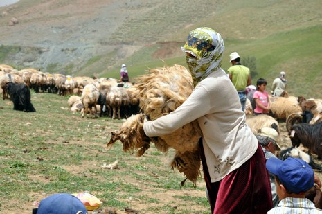 Hakkari'nin Yüksekova ilçesinde Mor dağı eteklerinde Koyun Kırpma Şenliği düzenlendi. Fotoğraflar: Yaşar KAPLAN