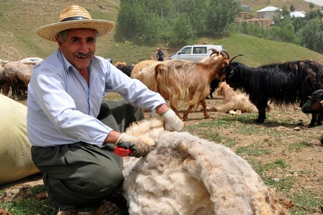 Hakkari'nin Yüksekova ilçesinde Mor dağı eteklerinde Koyun Kırpma Şenliği düzenlendi. Fotoğraflar: Yaşar KAPLAN