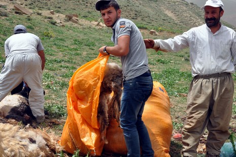 Hakkari'nin Yüksekova ilçesinde Mor dağı eteklerinde Koyun Kırpma Şenliği düzenlendi. Fotoğraflar: Yaşar KAPLAN